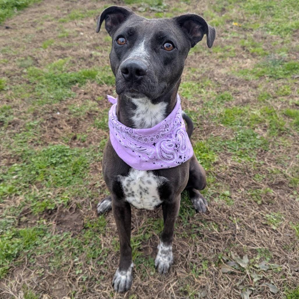 Enlarge Izzie, a Adoptable Mixed Breed in Columbiana, AL image 4/6