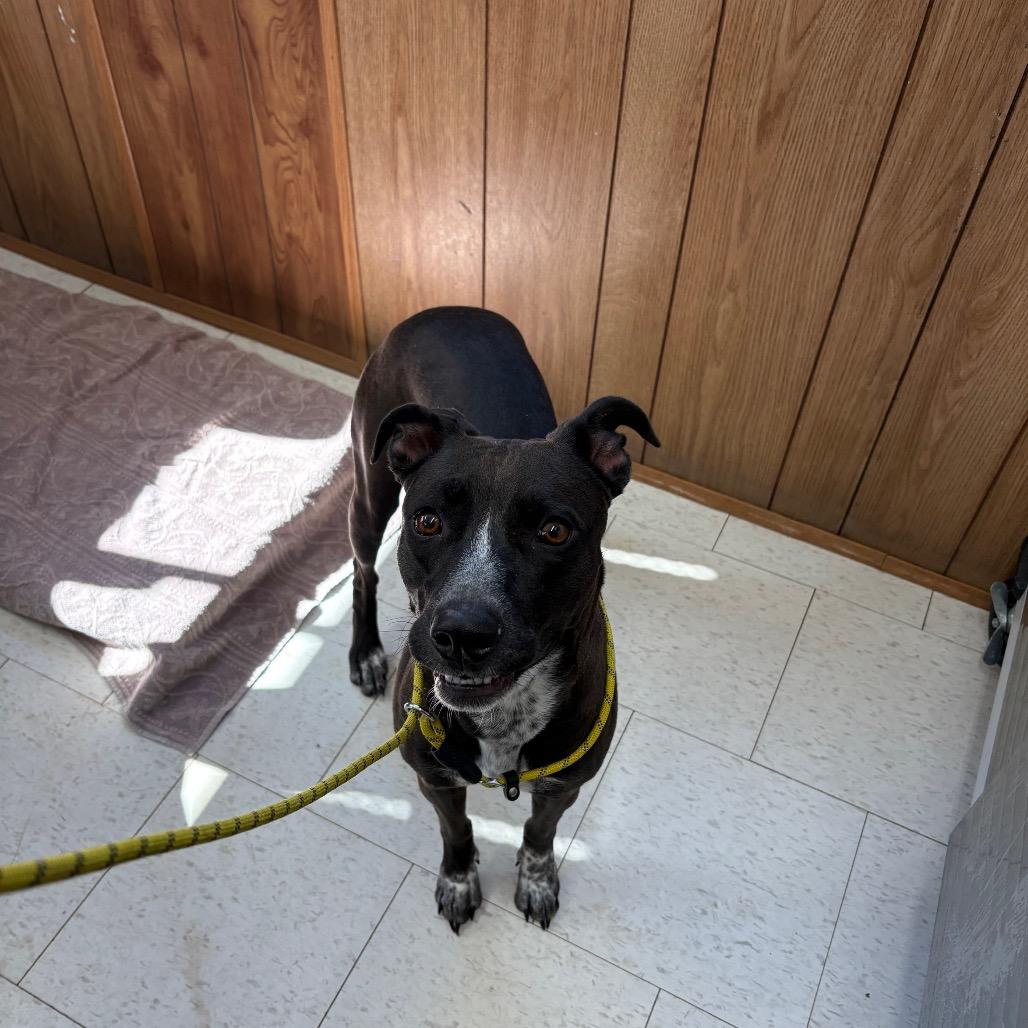 Enlarge Izzie, a Adoptable Mixed Breed in Columbiana, AL image 1/1