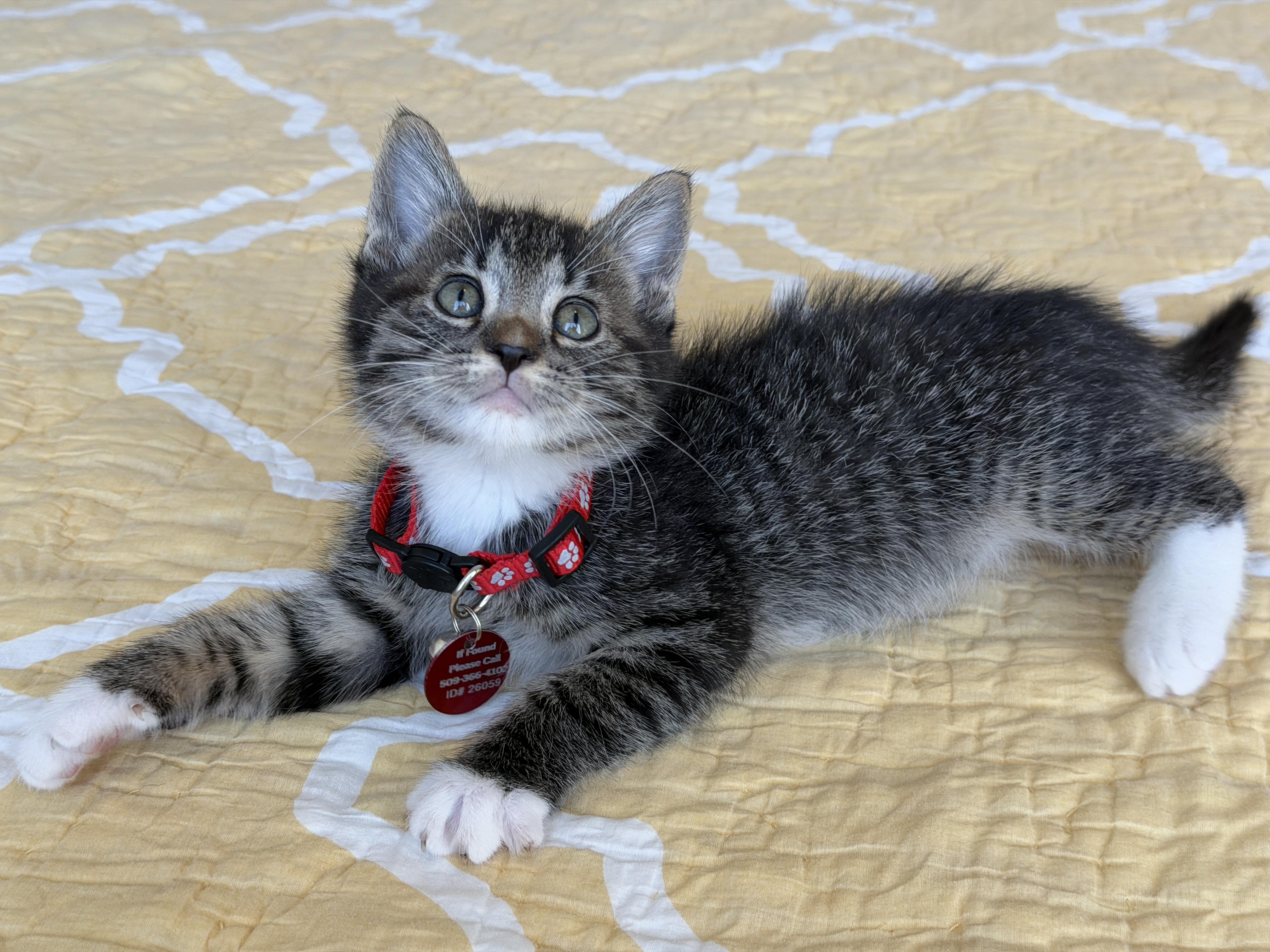 Fluxx, a ADOPTABLE Tabby in Pasco, WA image 3/6