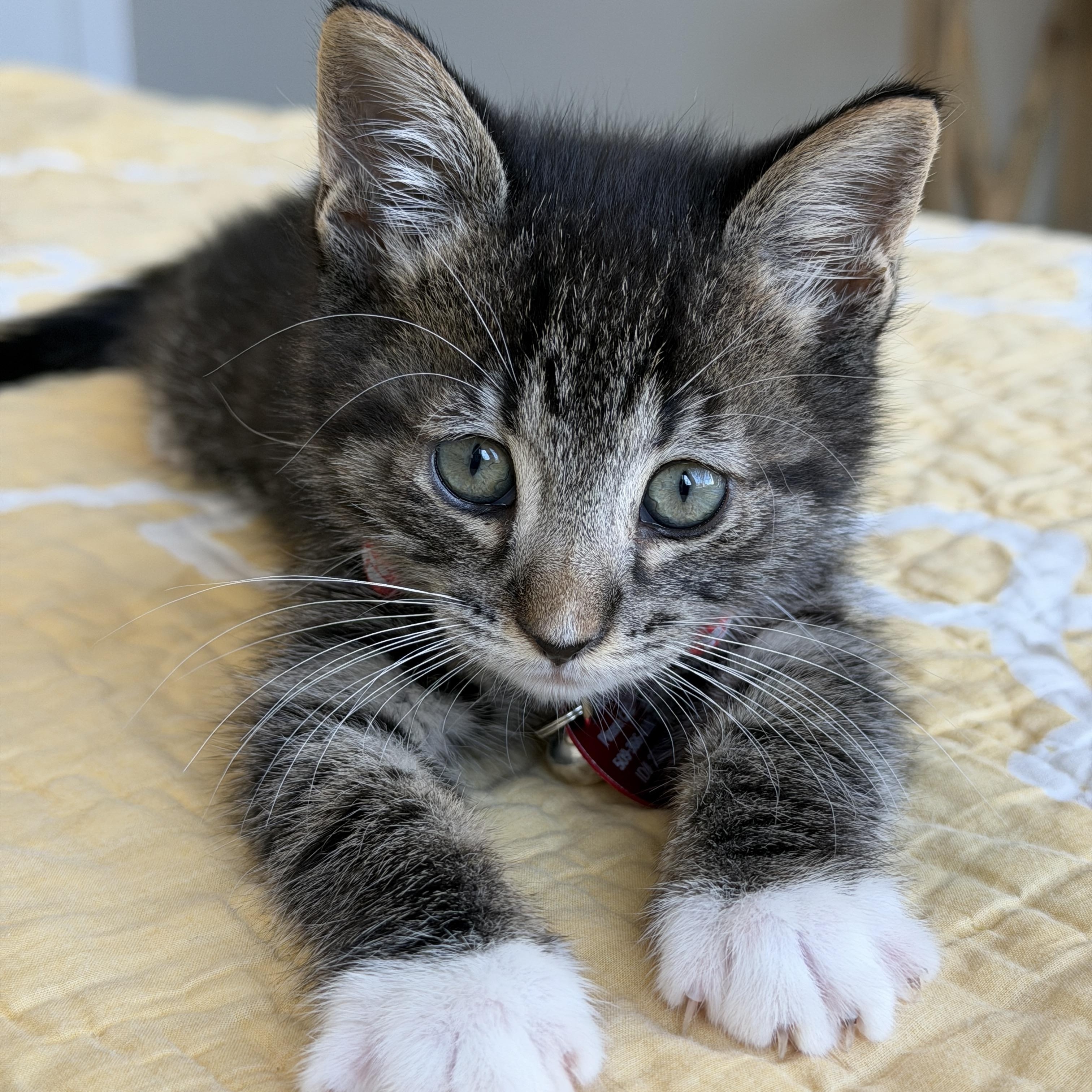 Fluxx, a ADOPTABLE Tabby in Pasco, WA image 2/6