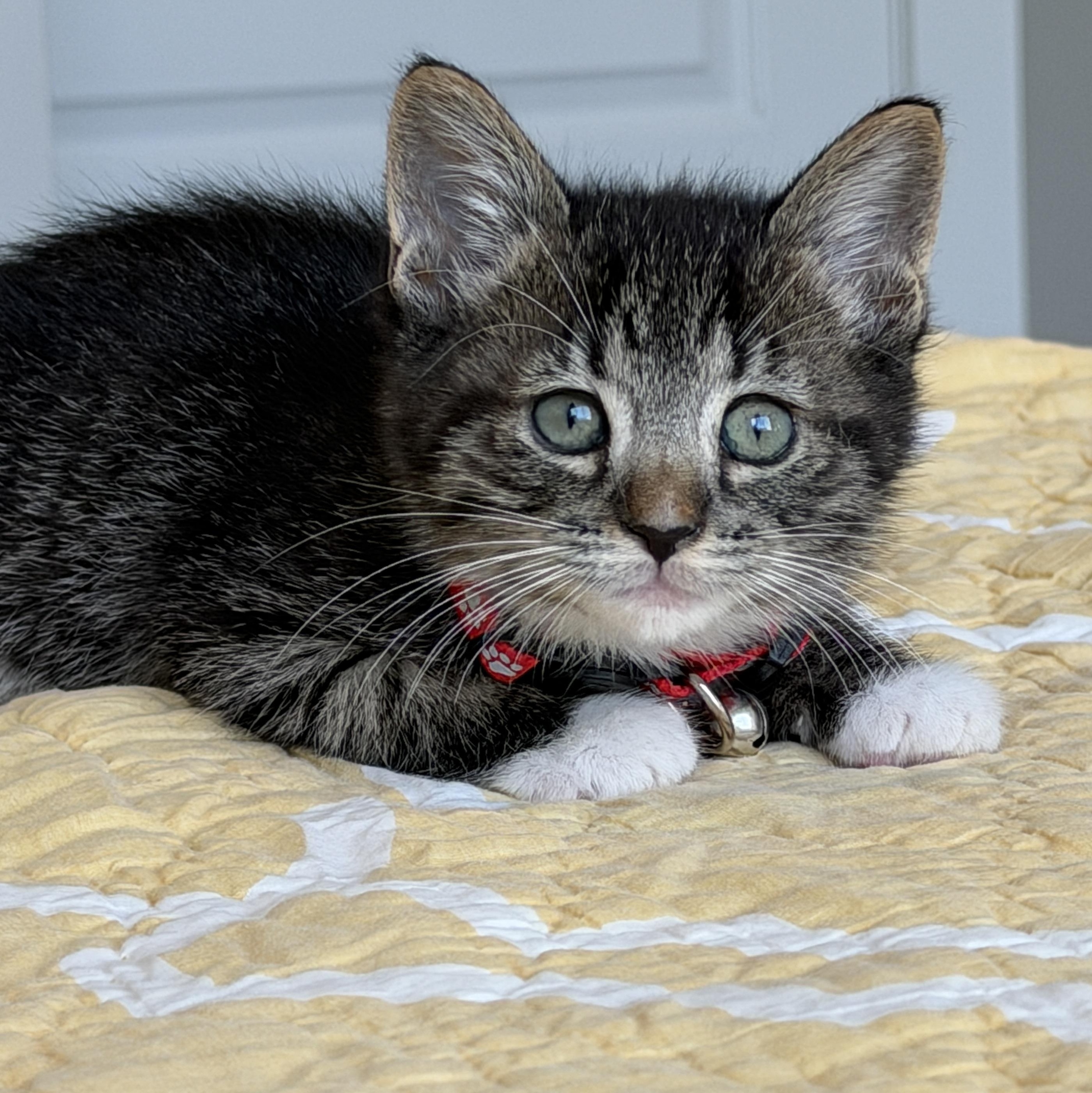 Fluxx, a ADOPTABLE Tabby in Pasco, WA image 4/6