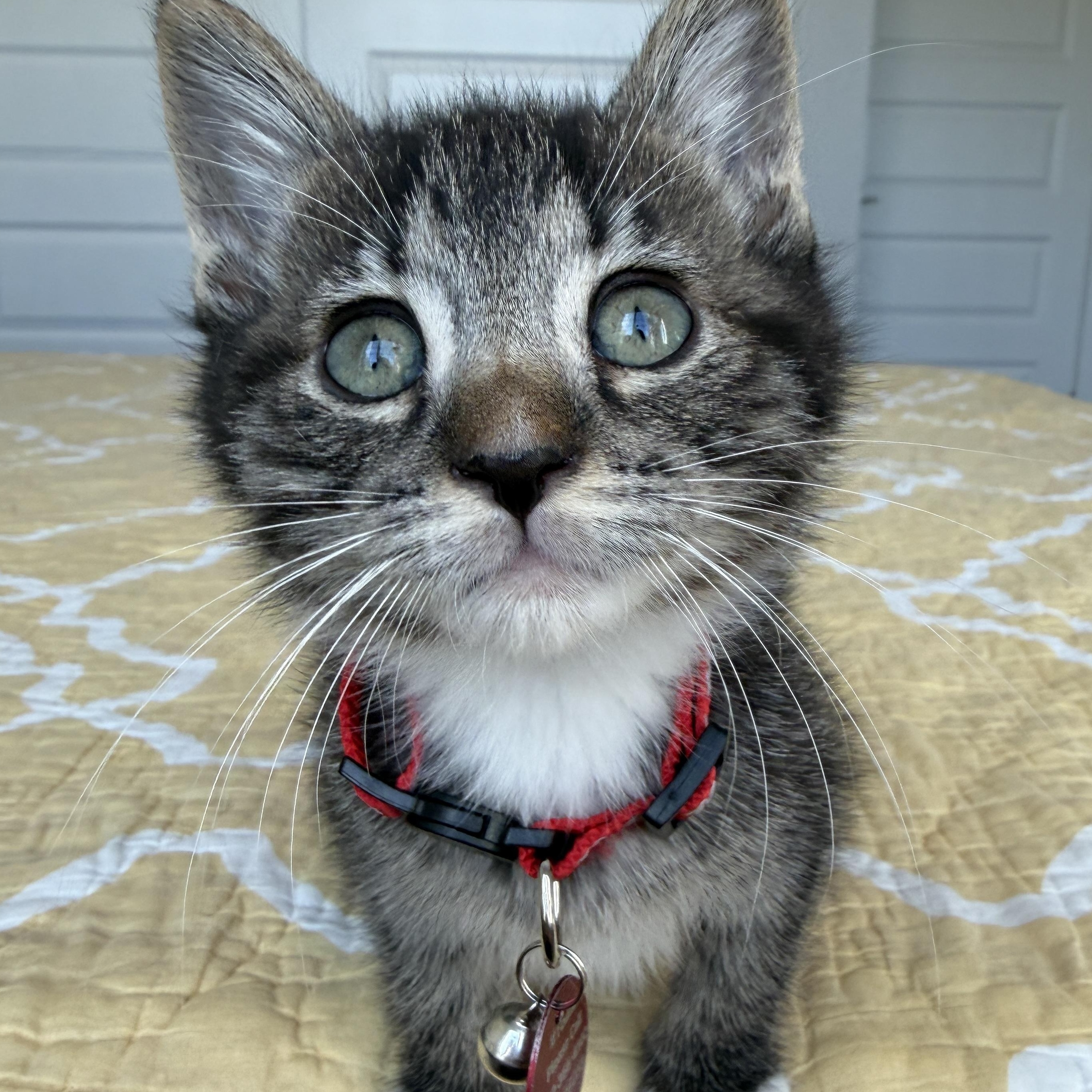 Fluxx, a ADOPTABLE Tabby in Pasco, WA image 6/6