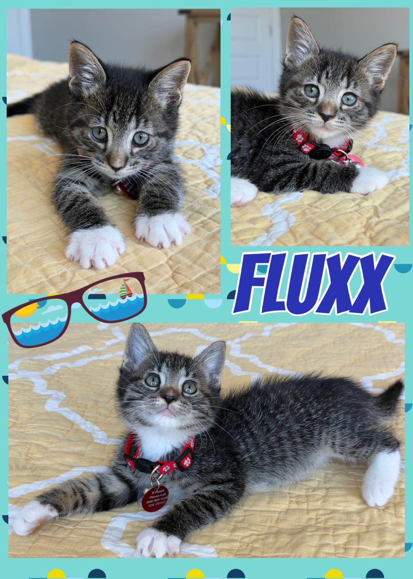 Fluxx, ADOPTABLE, Kitten Male Tabby.