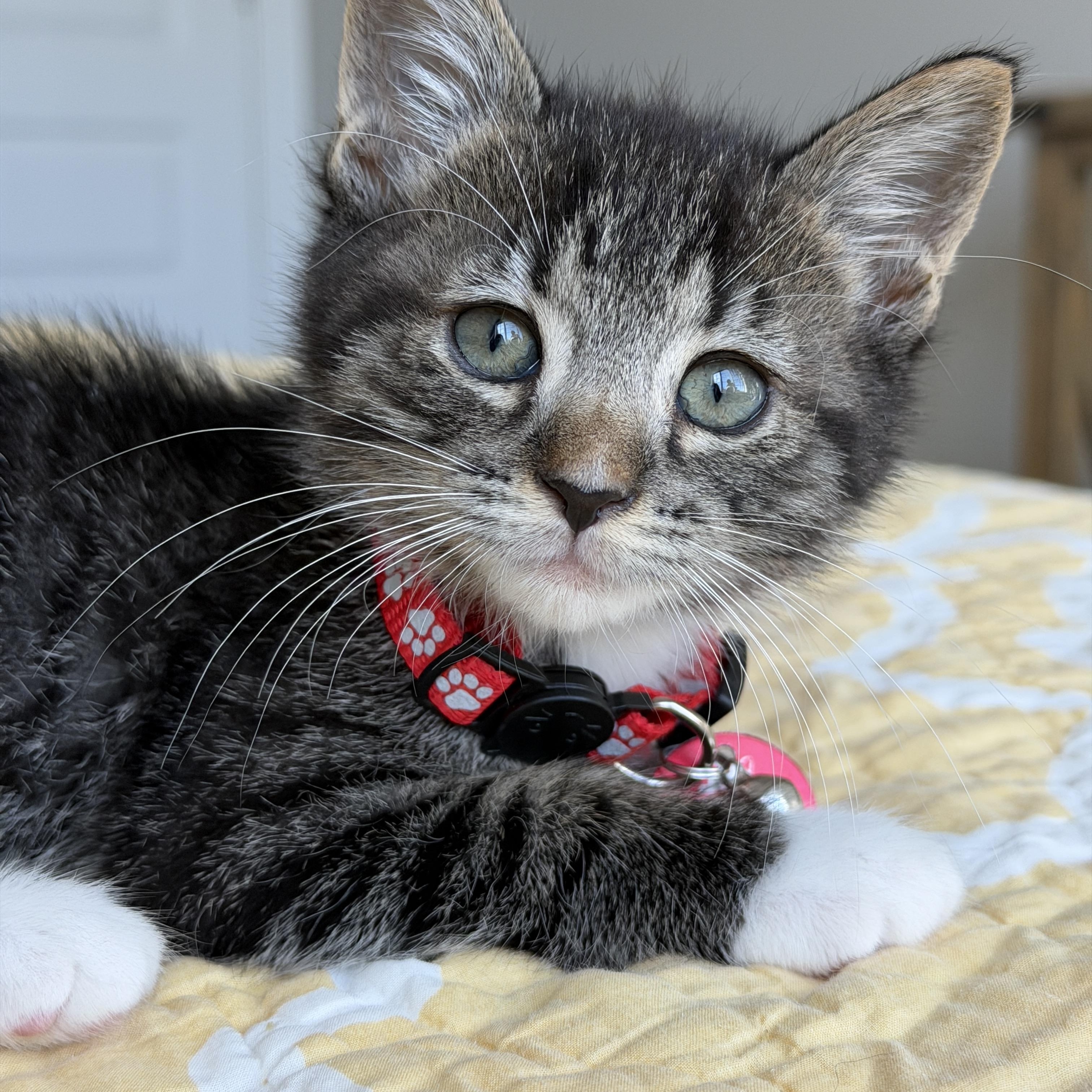 Fluxx, a ADOPTABLE Tabby in Pasco, WA image 5/6