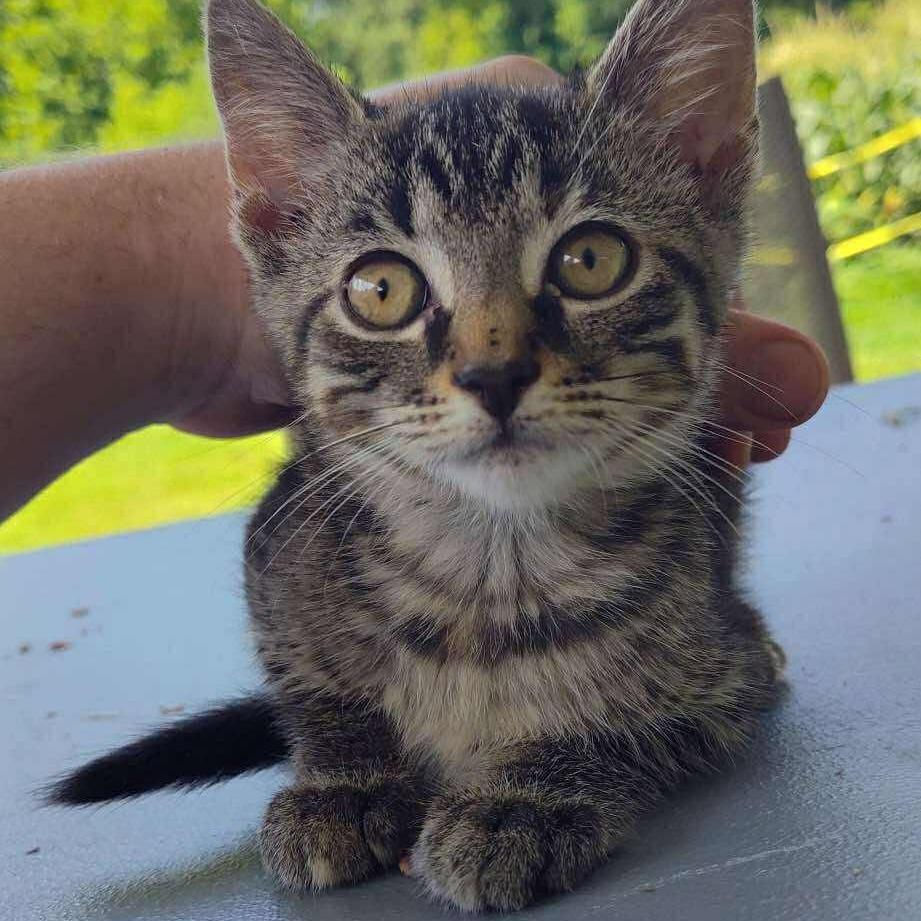 Enlarge Reaper- OKC, a Adoptable Domestic Short Hair in Huntington, WV image 1/1