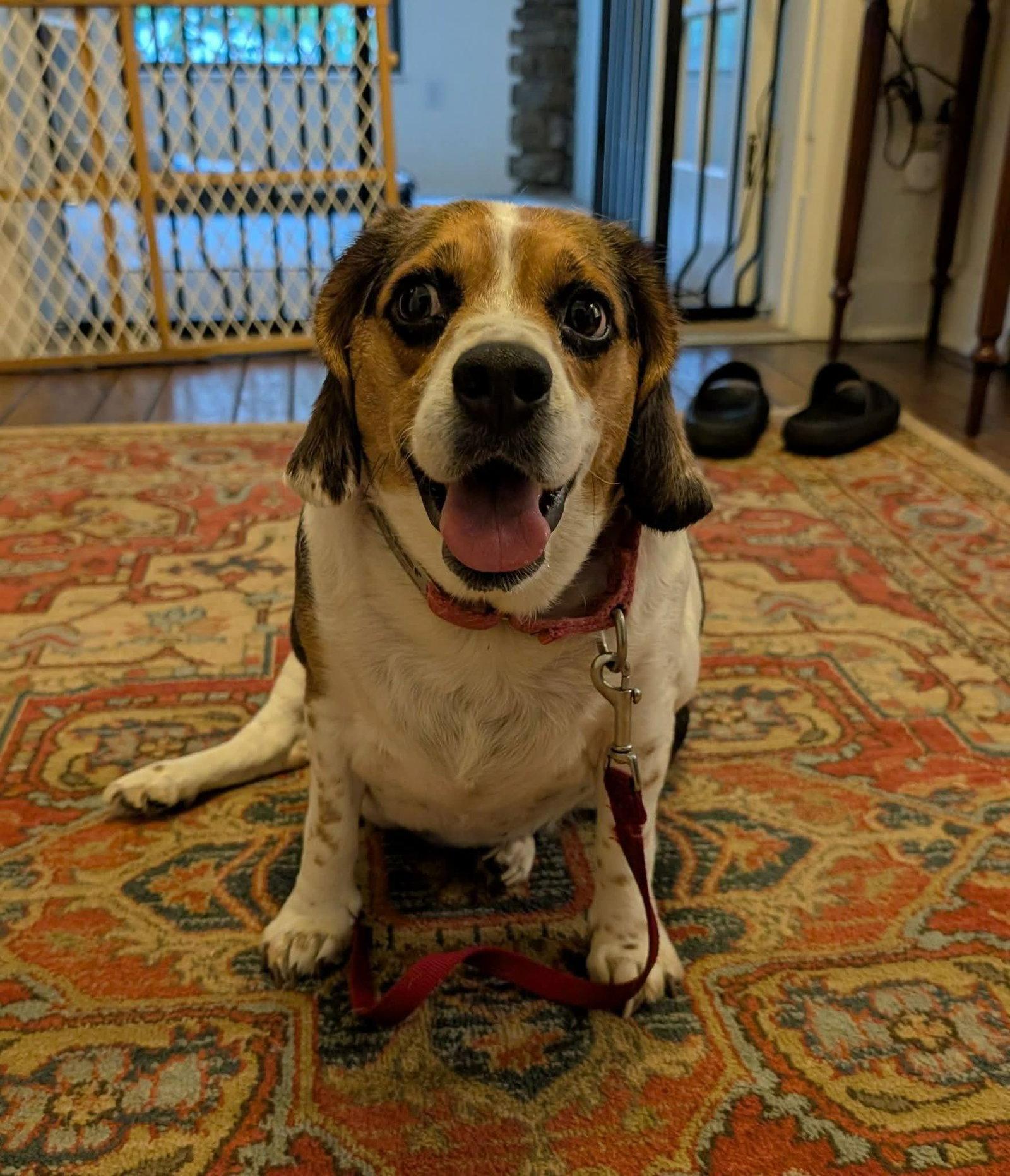 Potato, Adopted, Young Female Beagle.