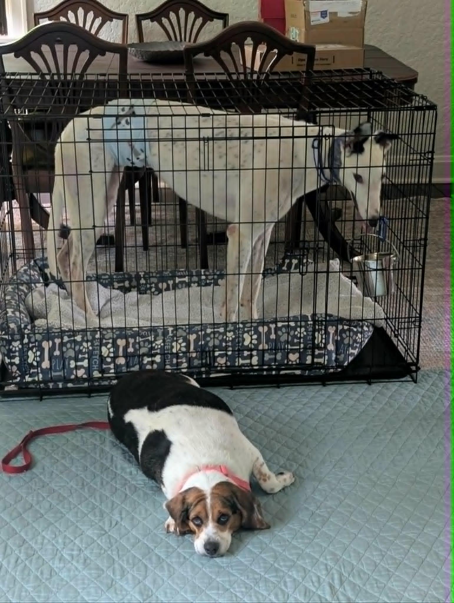 Enlarge Potato, a Adopted Beagle in Cincinnati, OH image 2/3