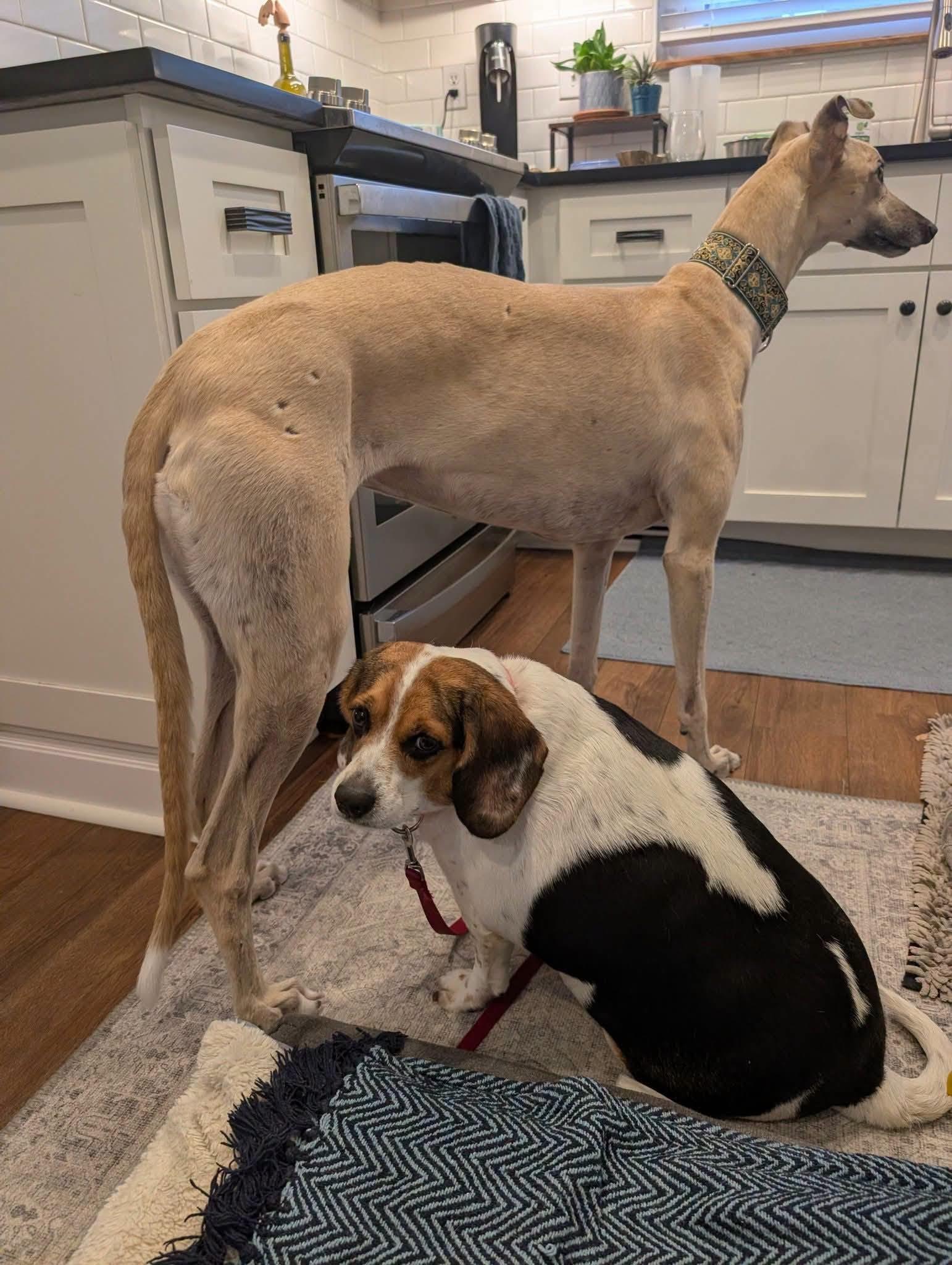 Enlarge Potato, a Adopted Beagle in Cincinnati, OH image 3/3