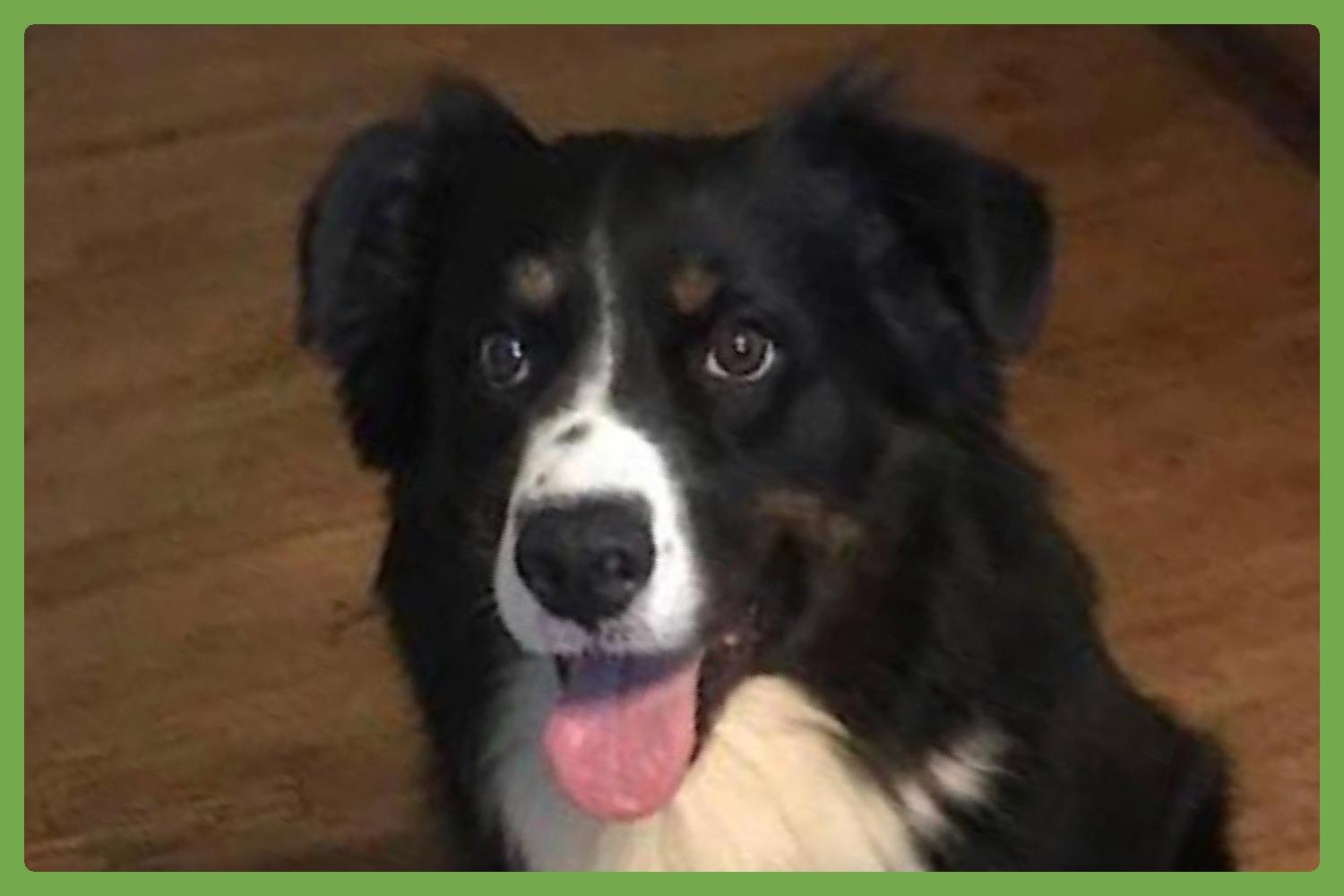 Kody — thumbnail 2