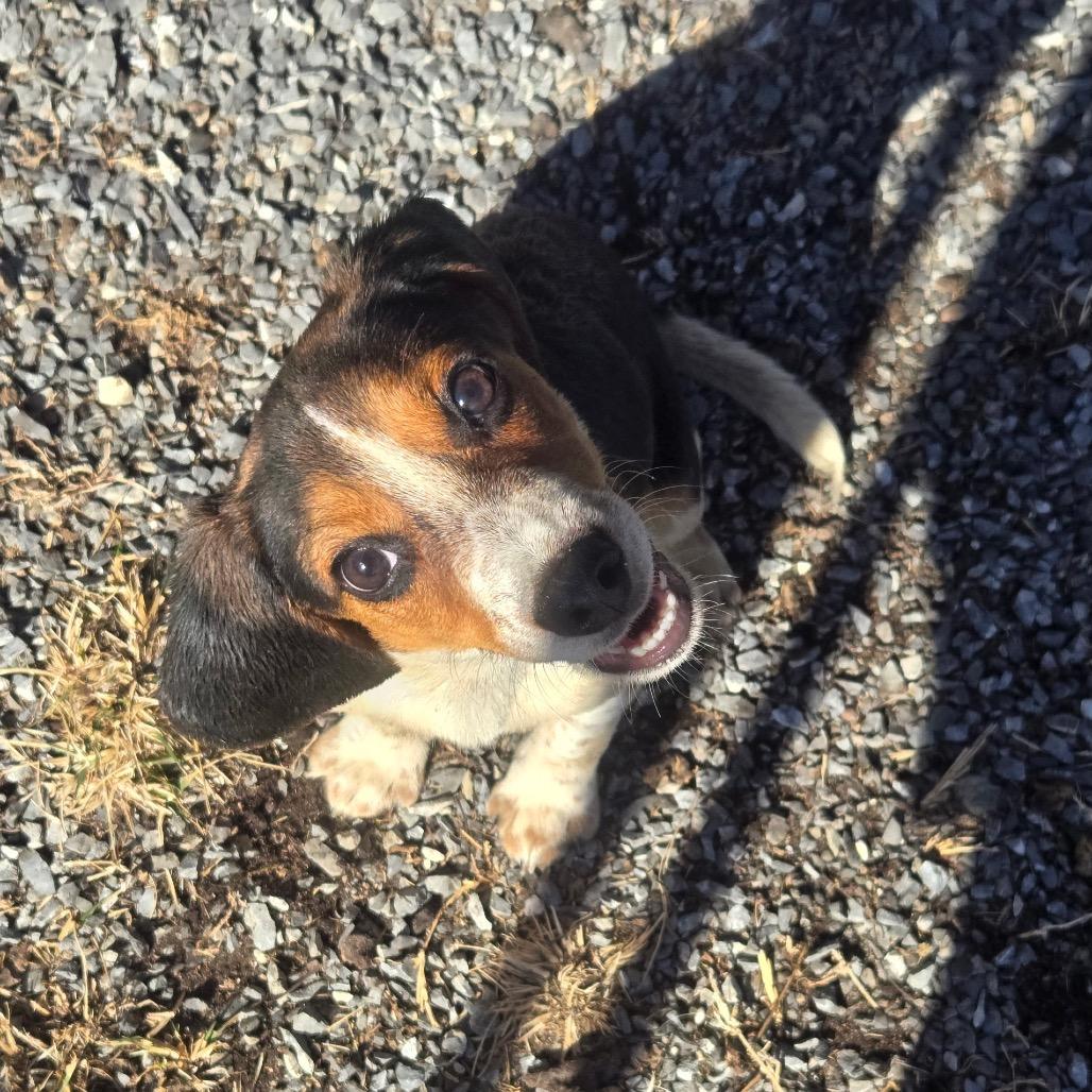 Enlarge Ernie, a Adoptable Beagle in Pennsville, NJ image 1/2
