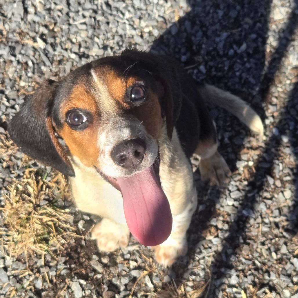 Enlarge Ernie, a Adoptable Beagle in Pennsville, NJ image 2/2
