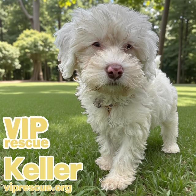 Enlarge Keller / Redington Beach, a ADOPTABLE mixed breed in Redington Beach, FL image 2/4