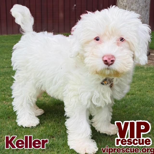 Enlarge Keller / Redington Beach, a ADOPTABLE mixed breed in Redington Beach, FL image 1/4