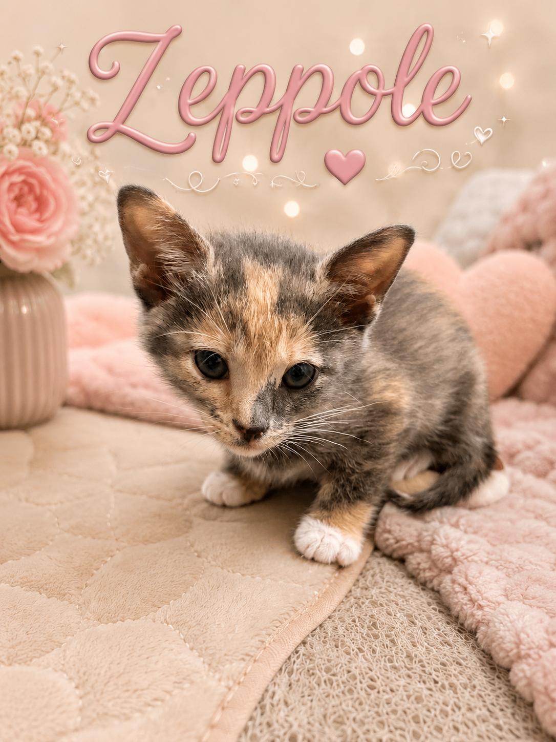 Zeppole, Adoptable, Kitten Female Dilute Tortoiseshell.