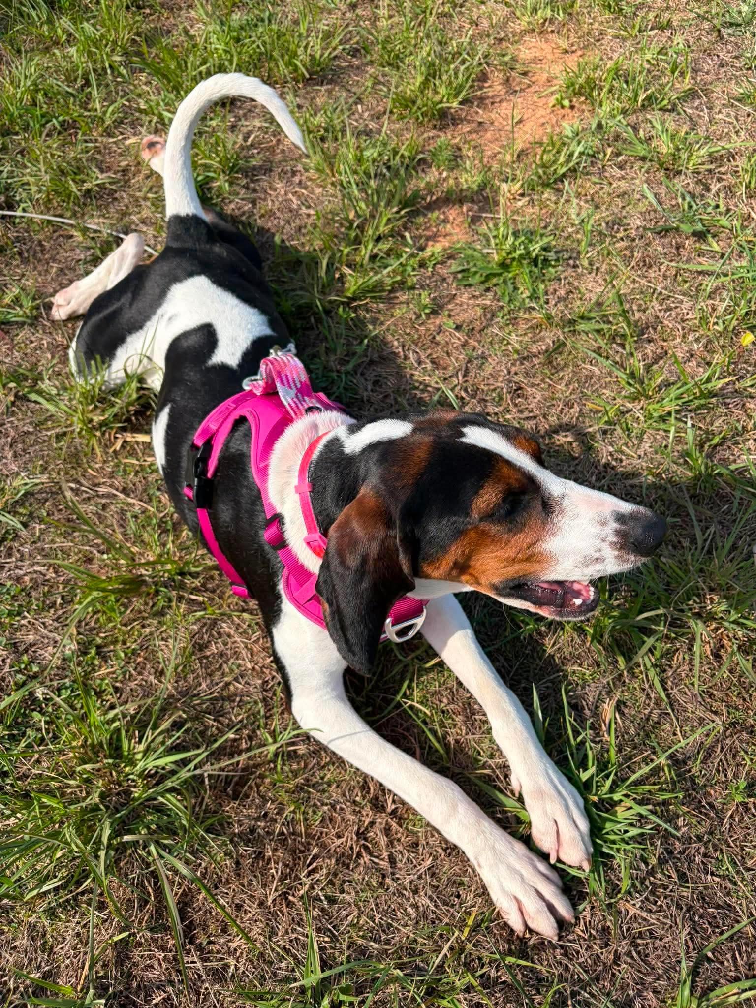 Bailey, ADOPTABLE, Young Female Treeing Walker Coonhound.