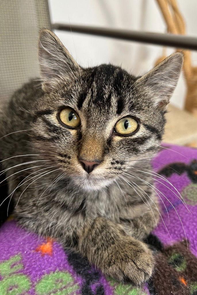 Kitten - Milo, Adoptable, Kitten Male Domestic Short Hair.