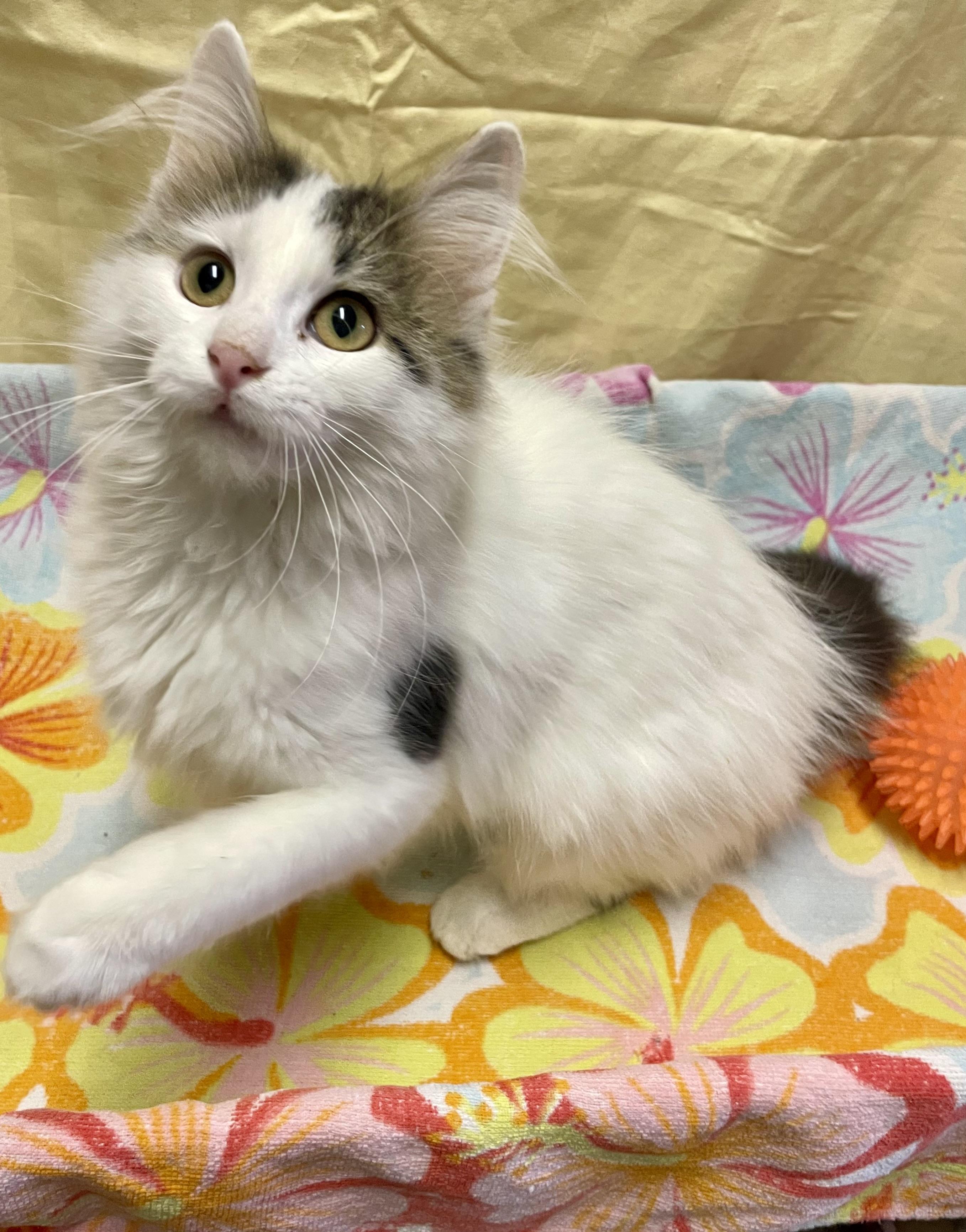 Enlarge Ernestine, an adopted mixed breed in Lacon, IL image 1/5