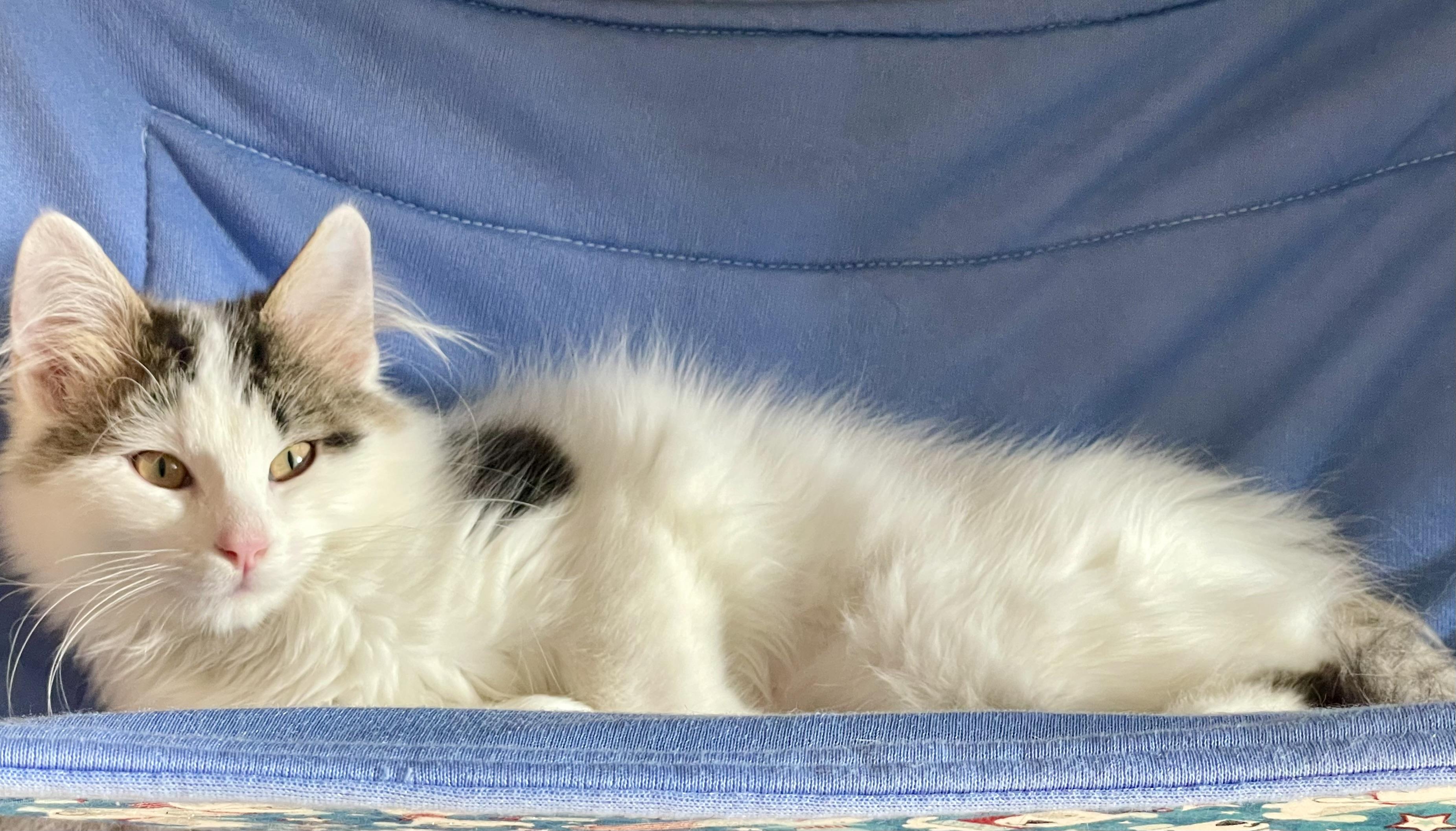 Enlarge Ernestine, an adopted mixed breed in Lacon, IL image 4/5