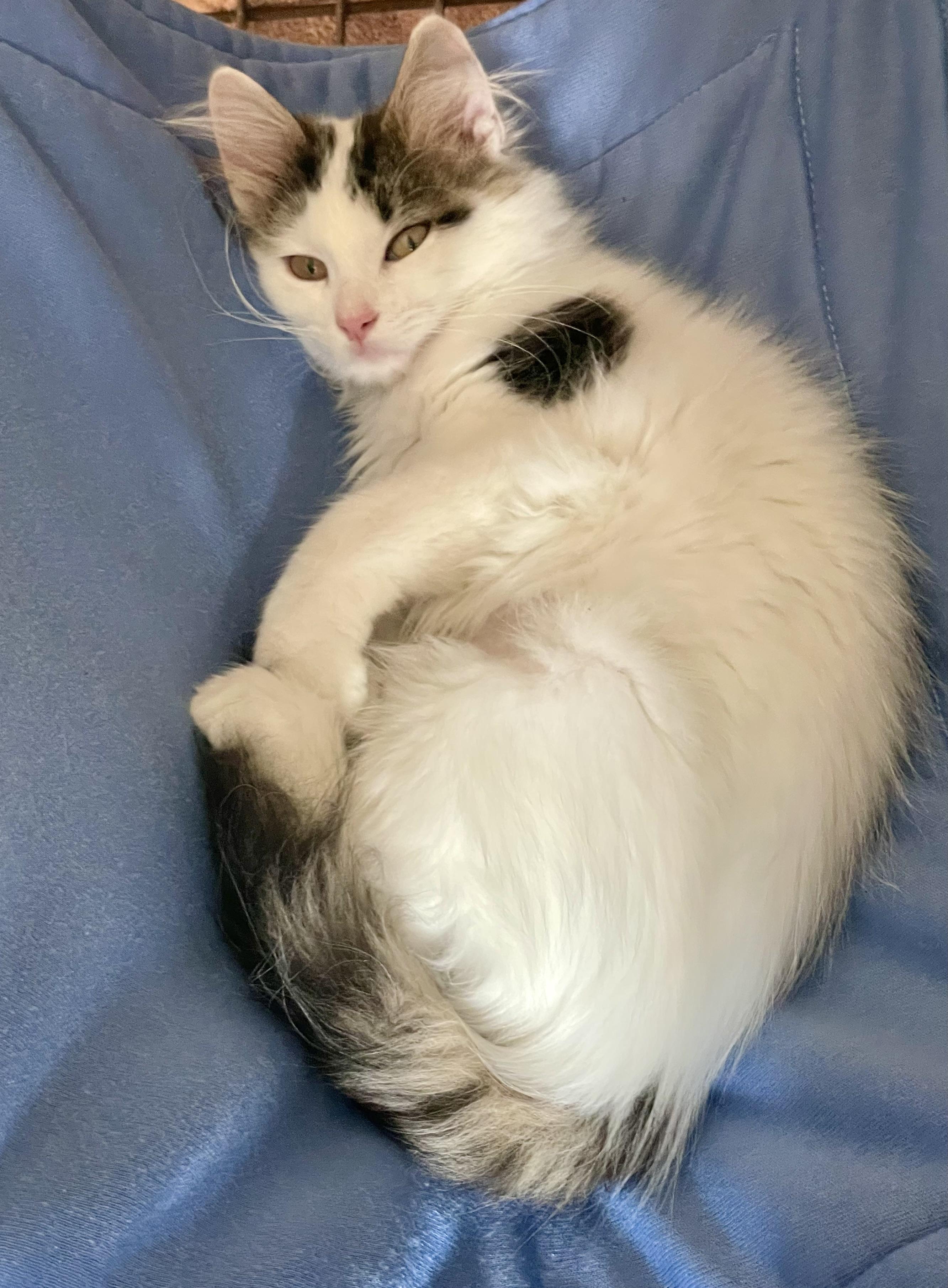 Enlarge Ernestine, an adopted mixed breed in Lacon, IL image 5/5