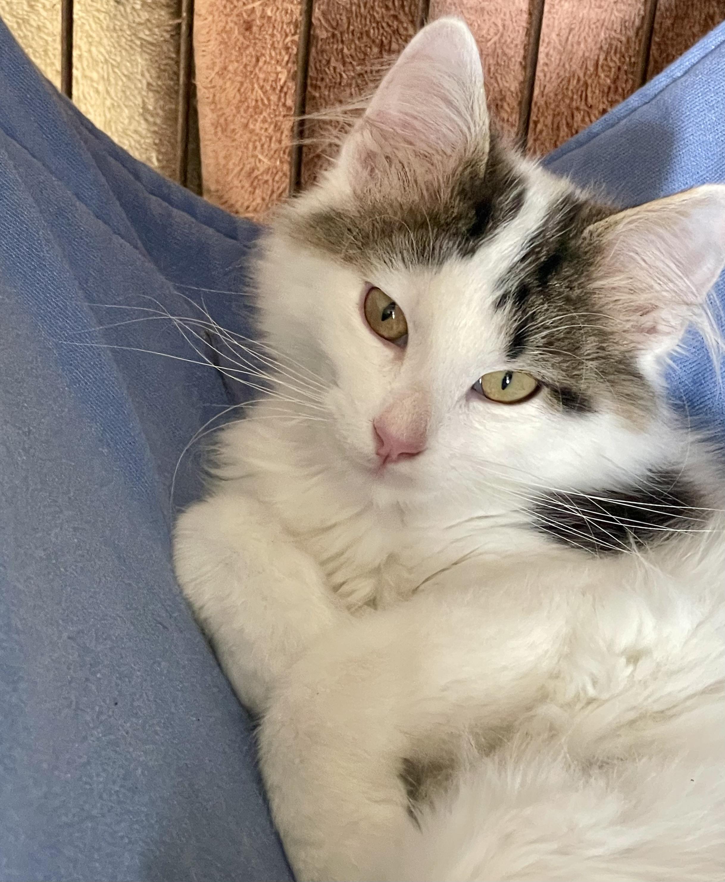 Enlarge Ernestine, an adopted mixed breed in Lacon, IL image 3/5