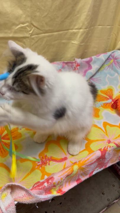 Enlarge Ernestine, an adopted mixed breed in Lacon, IL video 2/5