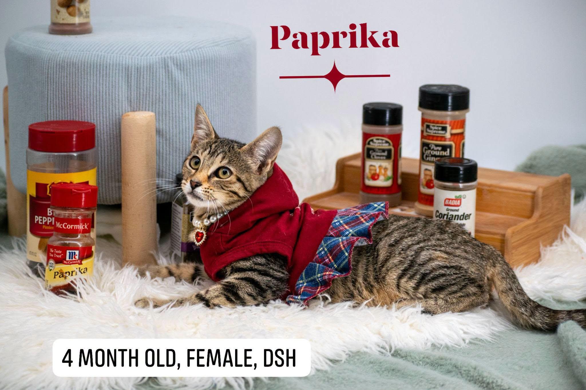 Paprika, ADOPTABLE, Kitten Female Domestic Short Hair.
