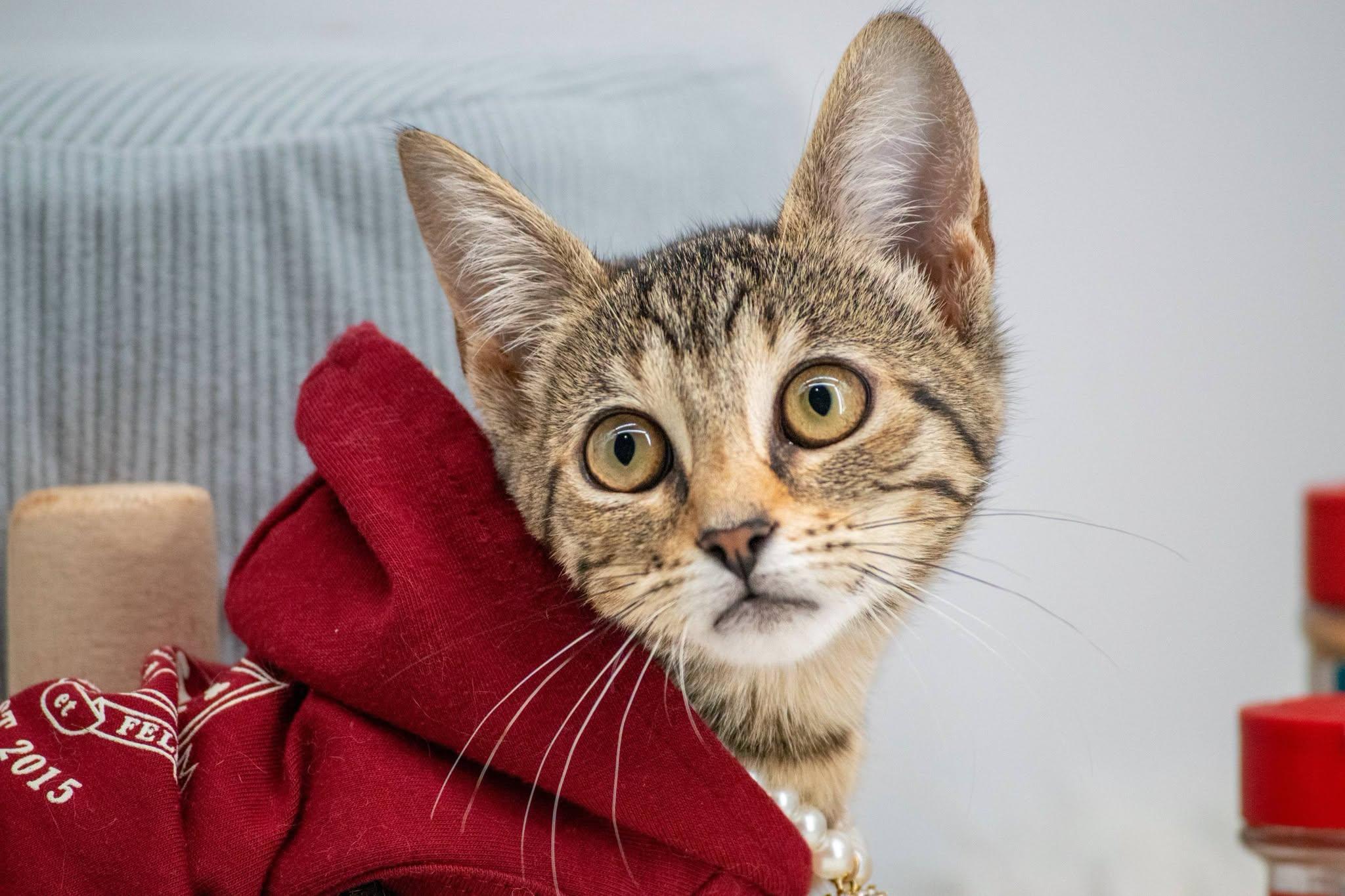 Enlarge Paprika, a ADOPTABLE Domestic Short Hair in Sevierville, TN image 2/4