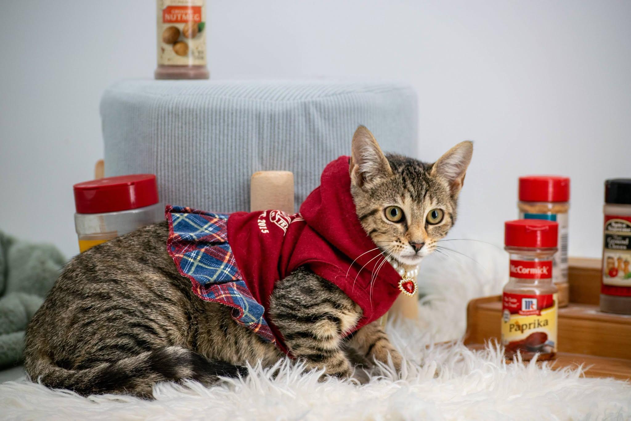 Enlarge Paprika, a ADOPTABLE Domestic Short Hair in Sevierville, TN image 3/4
