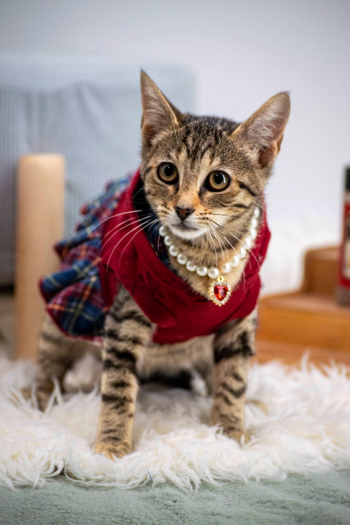 Enlarge Paprika, a ADOPTABLE Domestic Short Hair in Sevierville, TN image 4/4