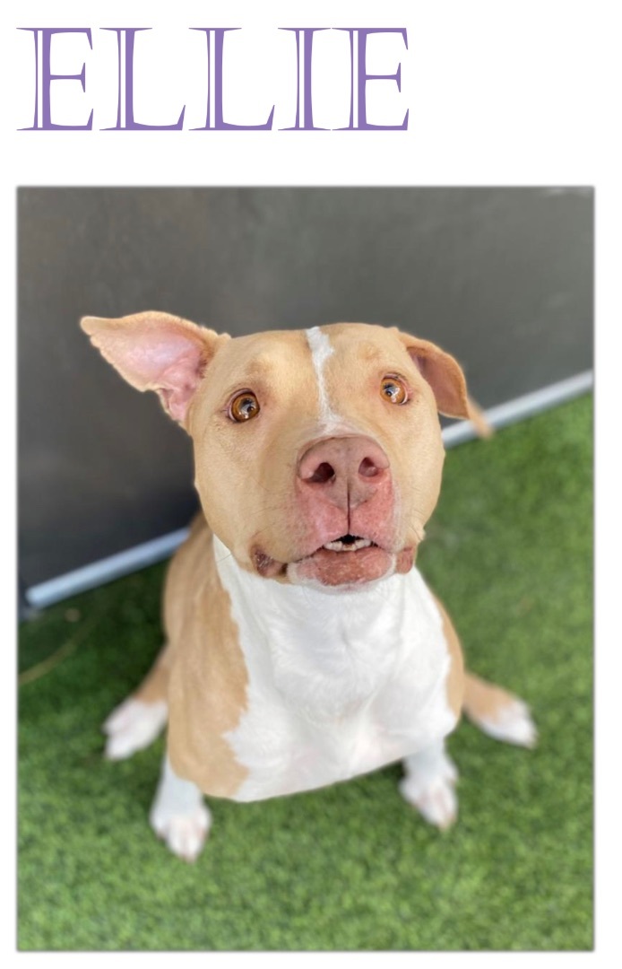 Ellie, Adopted, Young Female Pit Bull Terrier.