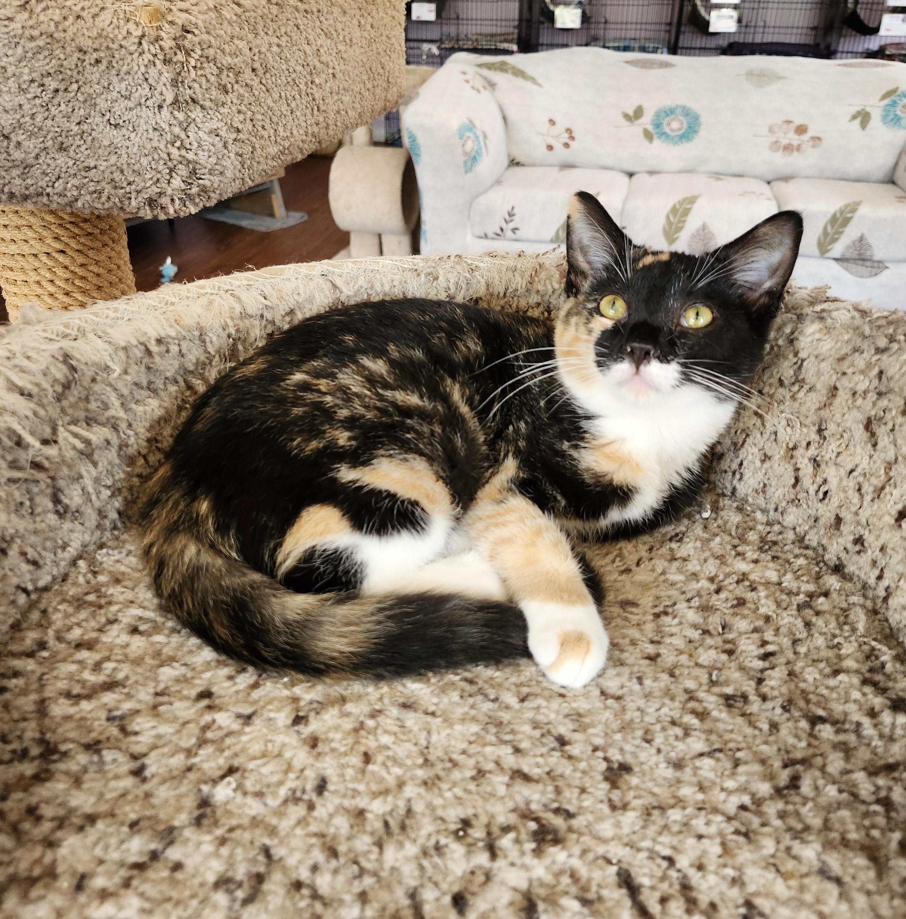 Enlarge Frannie, an adoptable mixed breed in Wild Rose, WI image 2/5