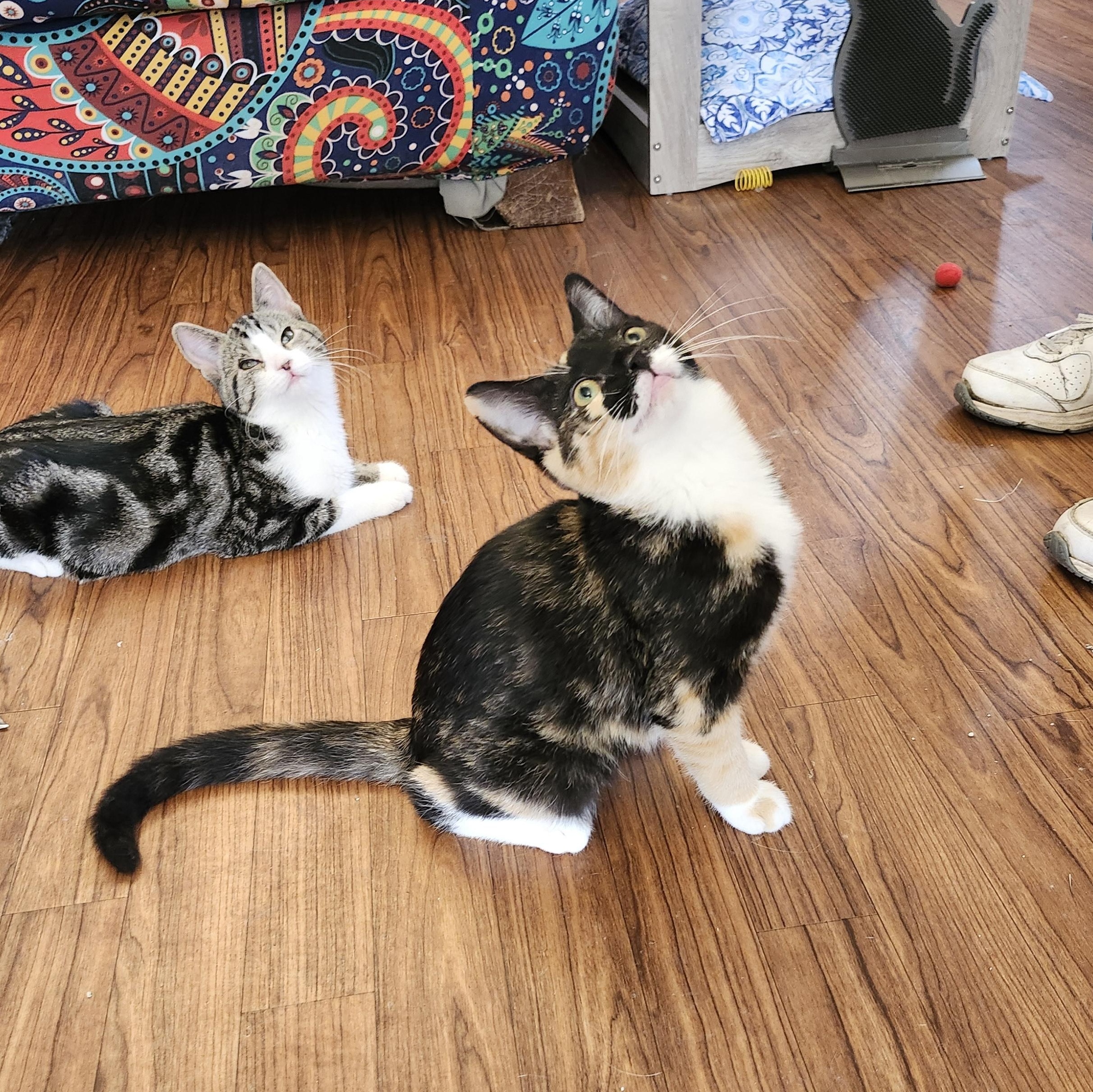 Enlarge Frannie, an adoptable mixed breed in Wild Rose, WI image 4/5