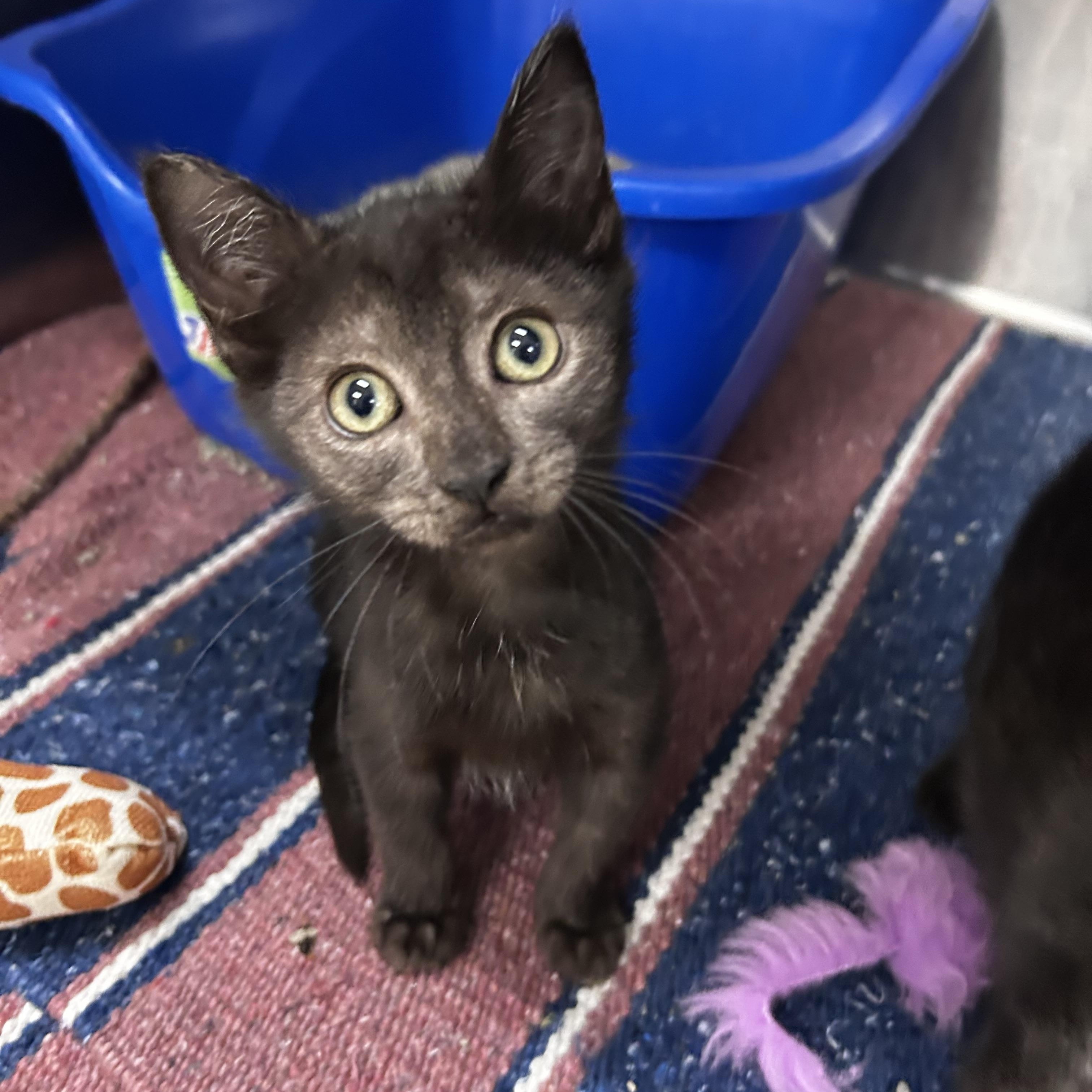 Lykoi Cat Adoption: Unique Guide to Owning the Werewolf Cat