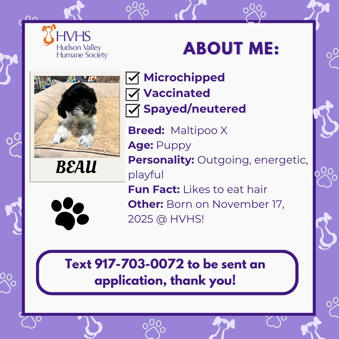 Enlarge BEAU, a ADOPTABLE mixed breed in Pomona, NY image 2/2