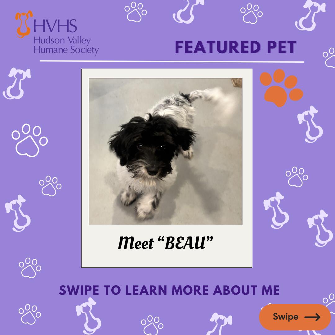 BEAU, ADOPTABLE, Puppy Male Maltipoo.