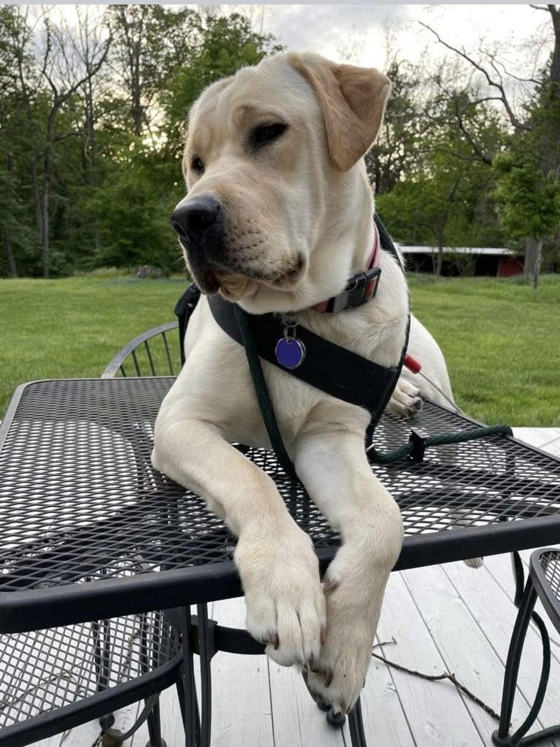 Maisie, a Adopted mixed breed in Baltimore, MD image 1/3