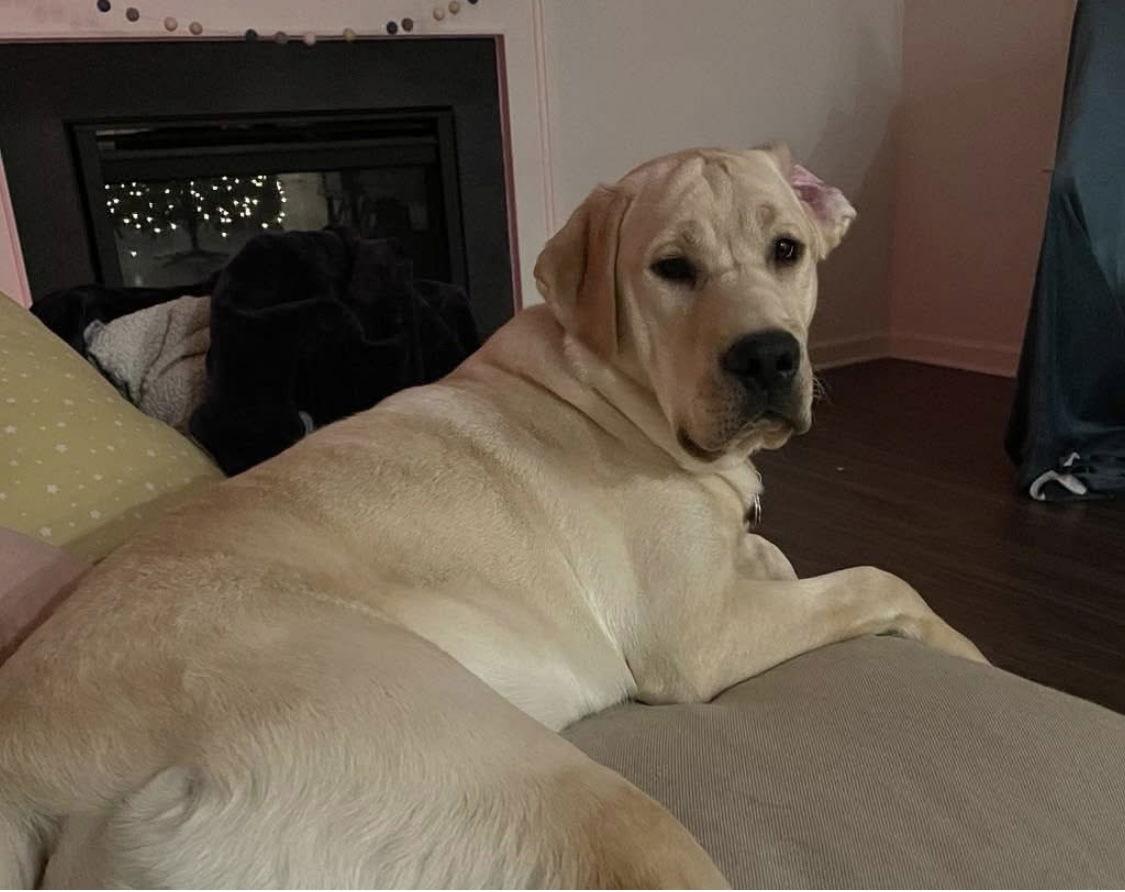 Maisie, a Adopted mixed breed in Baltimore, MD image 2/3