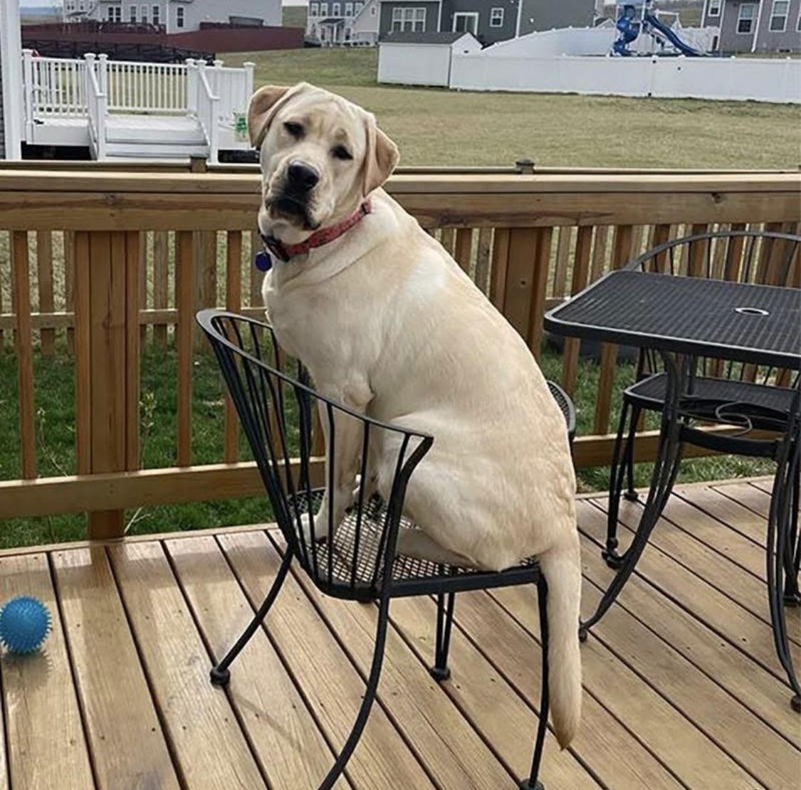 Maisie, a Adopted mixed breed in Baltimore, MD image 3/3