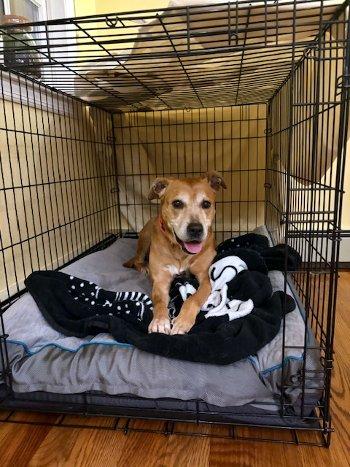 Enlarge Lola, an adopted mixed breed in Bedford Hills, NY image 4/6