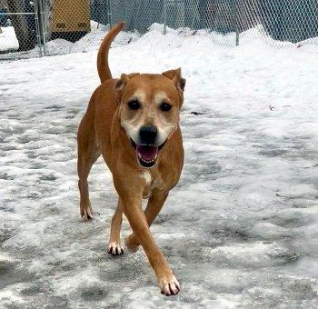 Lola, a ADOPTABLE mixed breed in Bedford Hills, NY image 4/6