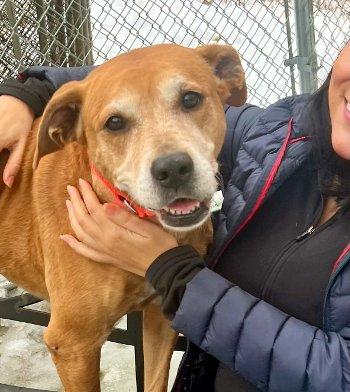 Lola, a ADOPTABLE mixed breed in Bedford Hills, NY image 5/6