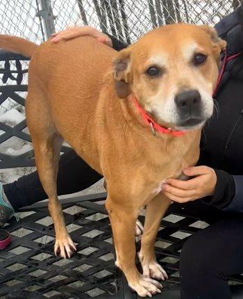 Lola, a ADOPTABLE mixed breed in Bedford Hills, NY image 1/6