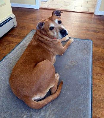 Enlarge Lola, an adopted mixed breed in Bedford Hills, NY image 1/6