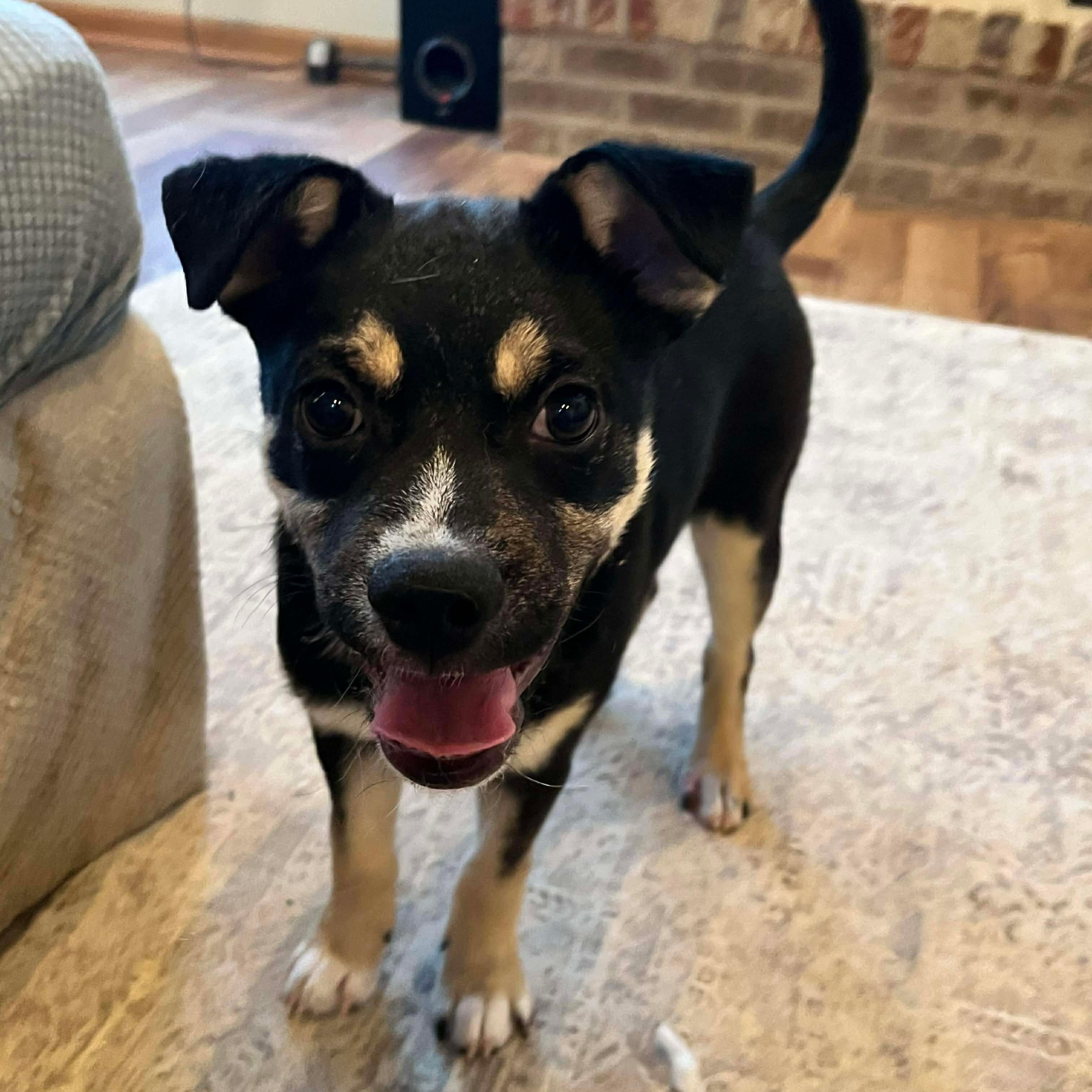 Jack, a Adoptable mixed breed in McHenry, IL image 1/3