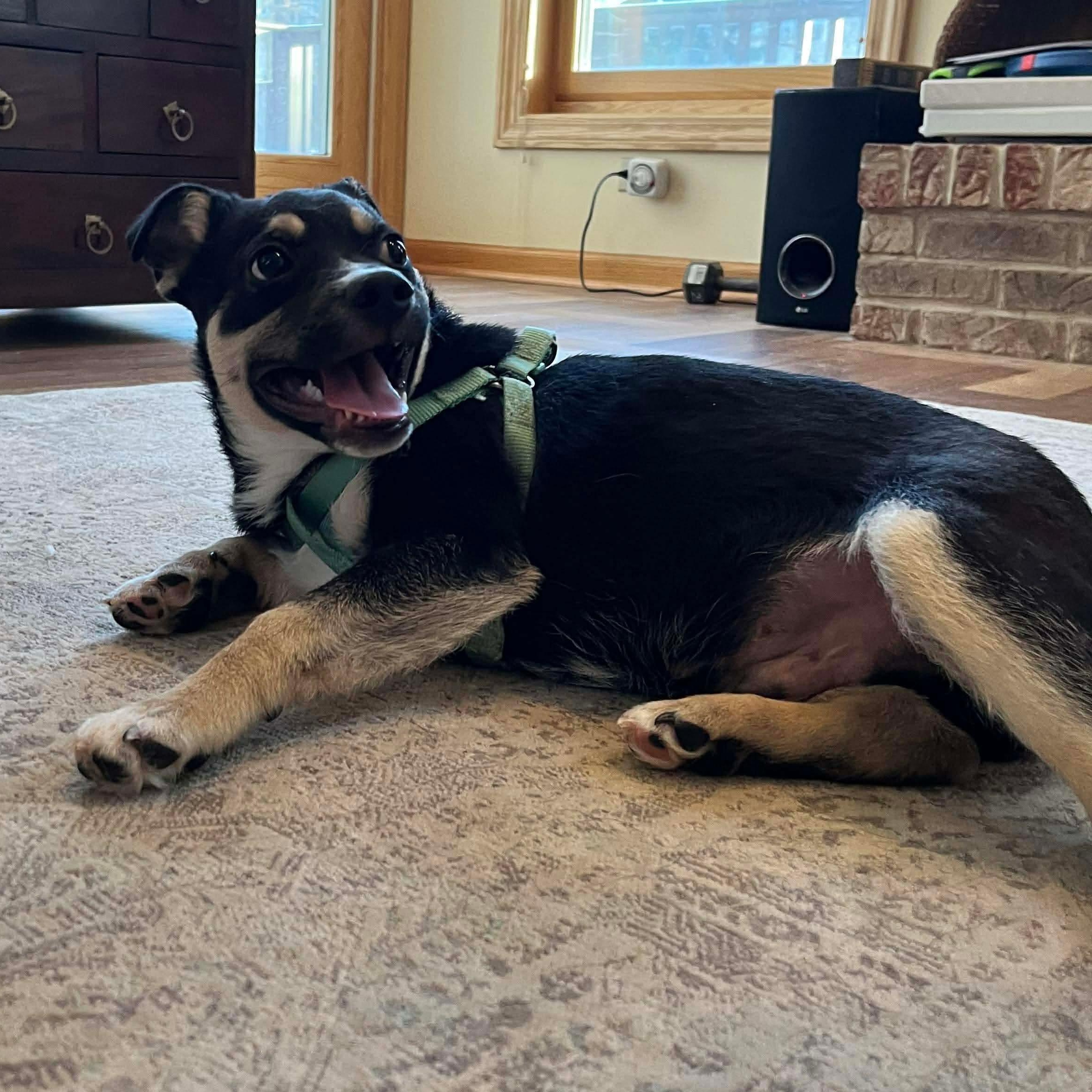 Jack, a Adoptable mixed breed in McHenry, IL image 2/3