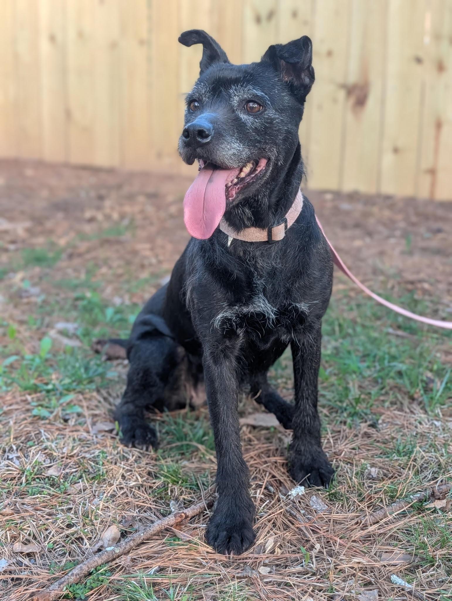 Izzy, a ADOPTABLE mixed breed in Roswell, GA image 2/2