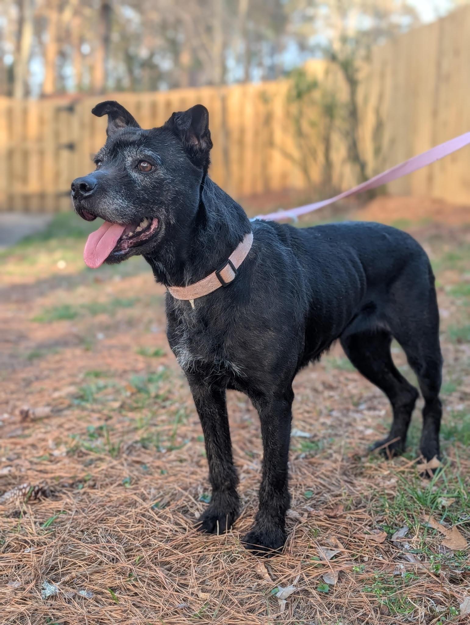 Izzy, ADOPTABLE, Senior Female Terrier & Labrador Retriever.
