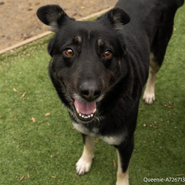 Enlarge QUEENIE, a Adoptable mixed breed in Sacramento, CA image 1/1
