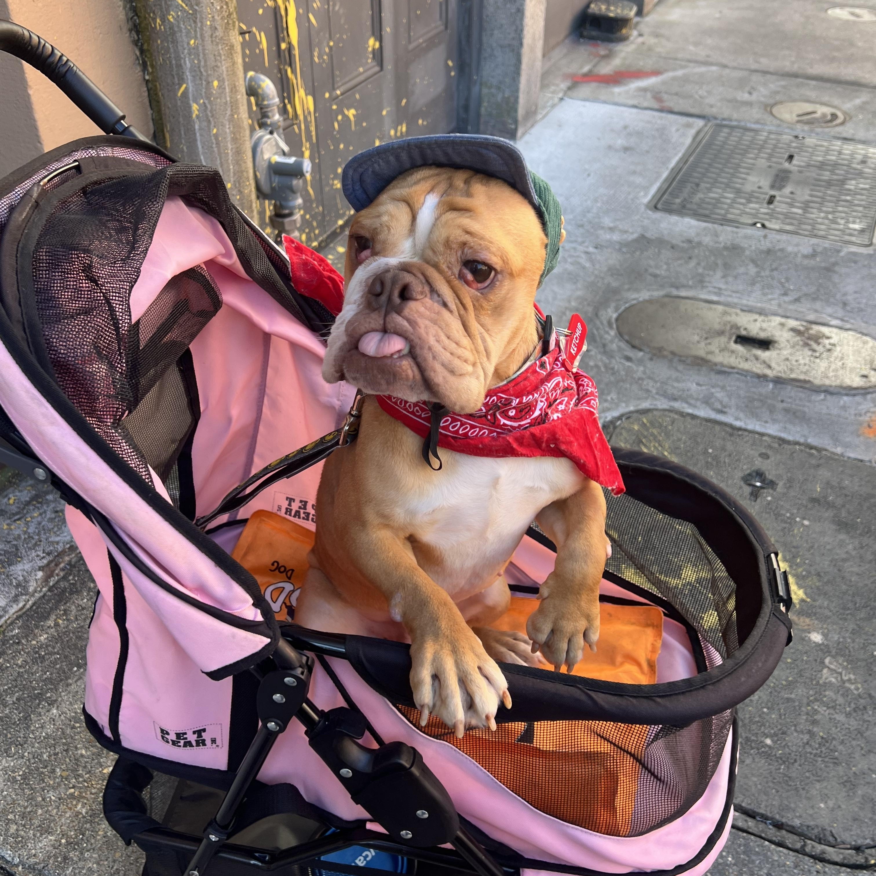 Enlarge Ketchup, a ADOPTABLE English Bulldog in New Orleans, LA image 4/6