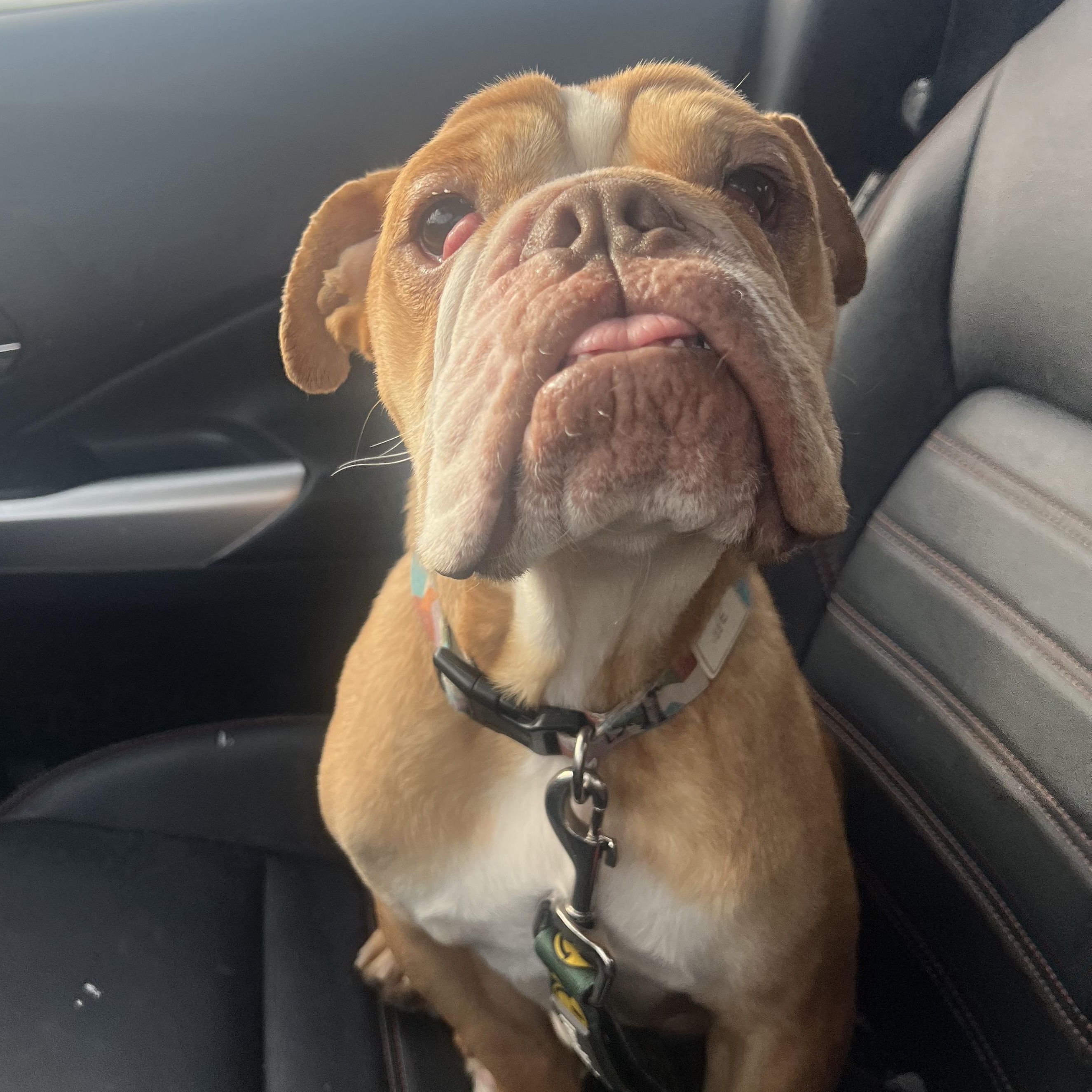 Ketchup, ADOPTABLE, Adult Male English Bulldog.